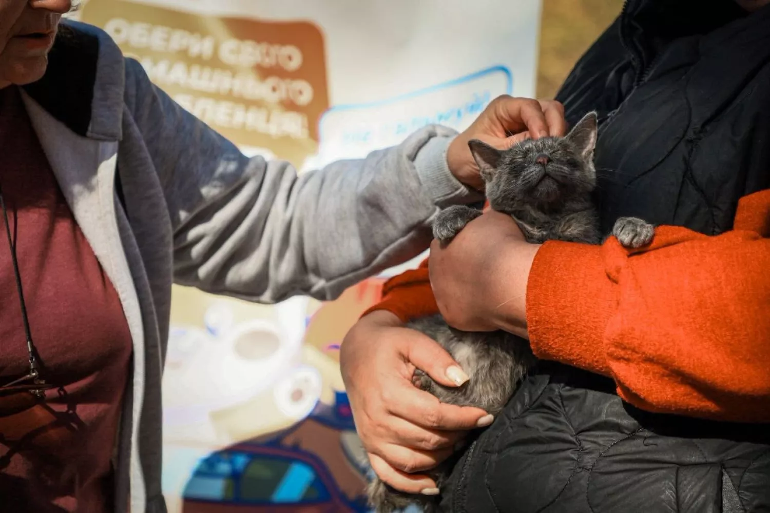 Виставка-прилаштування у Миколаєві 11 жовтня. Фото: Миколаївська міськрада