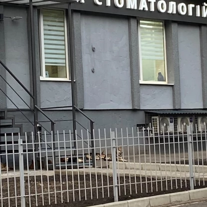 Безпритульні собаки на вулицях Миколаєва. Фото: Тетяна Якимчук