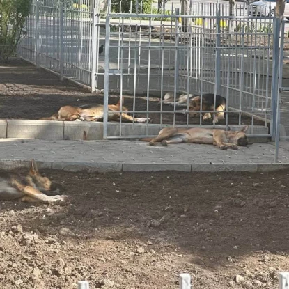 Безпритульні собаки на вулицях Миколаєва. Фото: Тетяна Якимчук