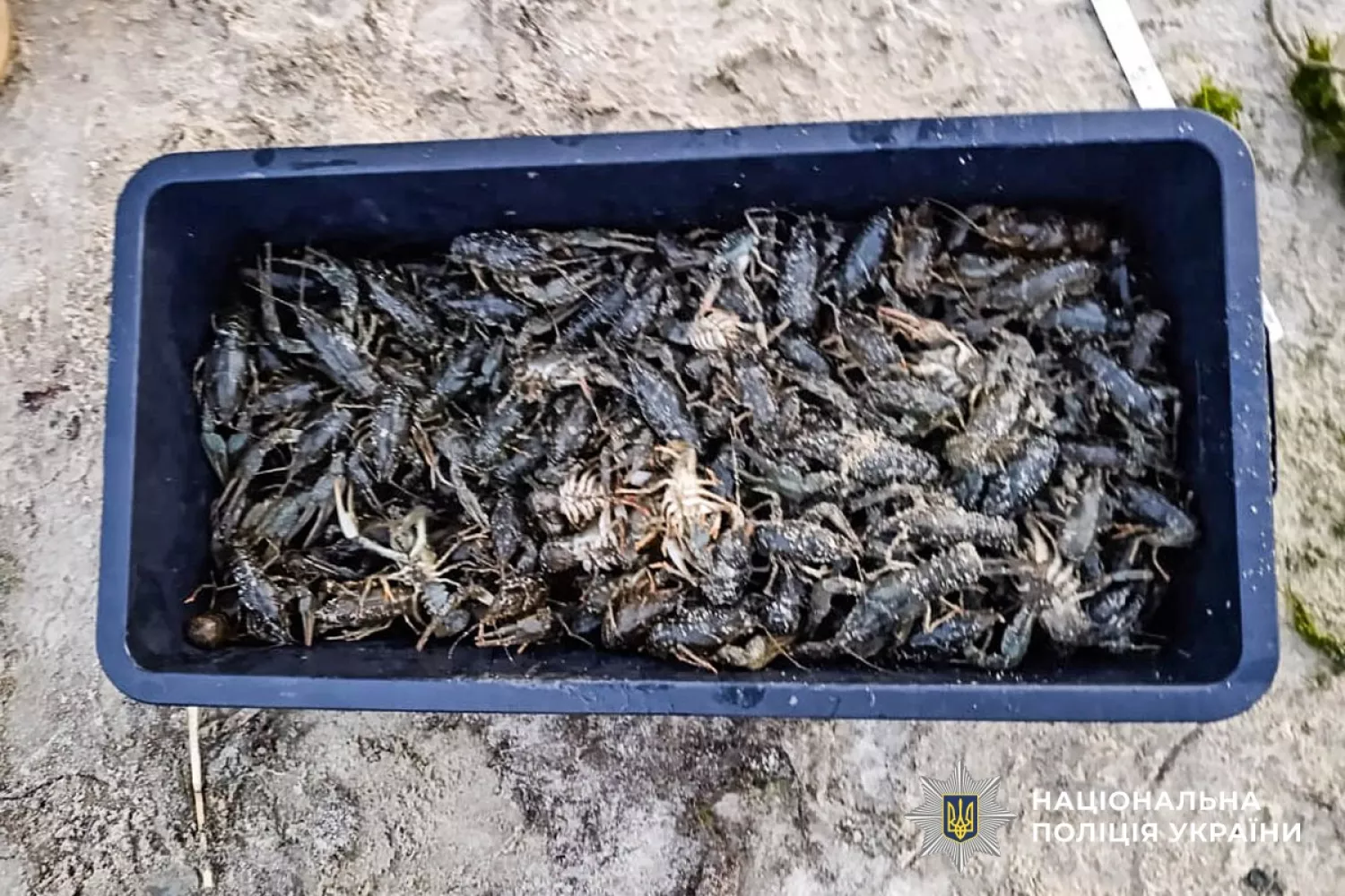 На Миколаївщині чоловік незаконно виловив раків та рибу на понад ₴1 млн. Фото: Нацполіція