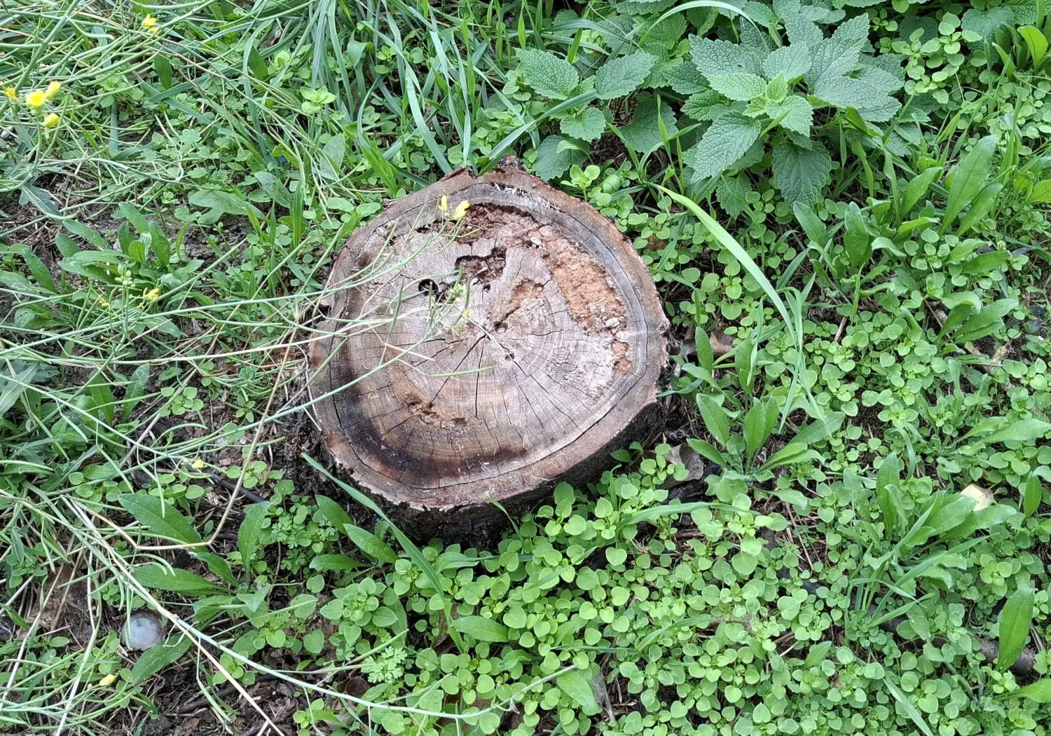 У Миколаєві зелену зону можуть перетворити на парковку, без дозволу спиляли 16 дерев. Фото: Держекоінспекція