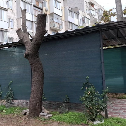 У Миколаєві зелену зону можуть перетворити на парковку, без дозволу спиляли 16 дерев. Фото: Держекоінспекція
