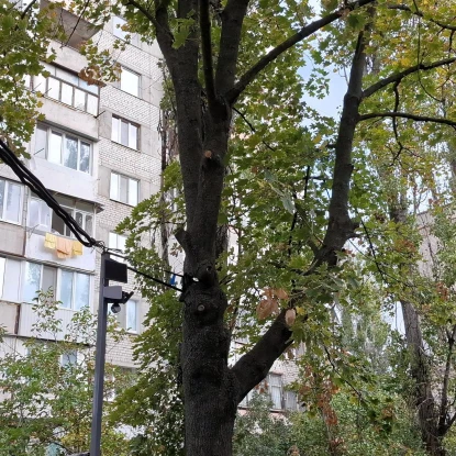 У Миколаєві зелену зону можуть перетворити на парковку, без дозволу спиляли 16 дерев. Фото: Держекоінспекція