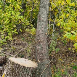 На Миколаївщині незаконно зрубали 63 дерева. Фото: Держекоінспекція