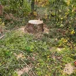 На Миколаївщині незаконно зрубали 63 дерева. Фото: Держекоінспекція