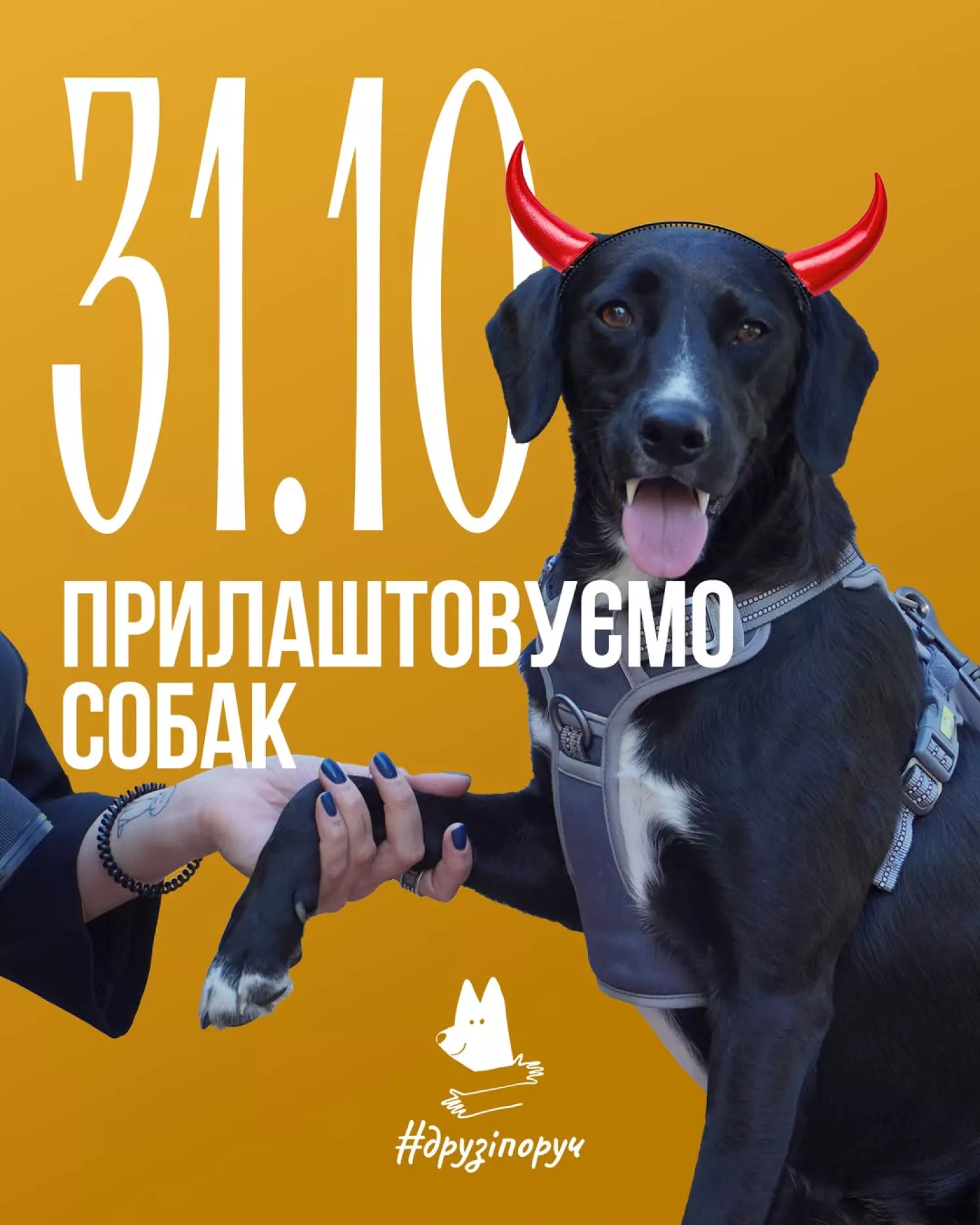 У Миколаєві 31 жовтня шукатимуть господарів для безпритульних собак. Фото: «DRUZI PORU4»