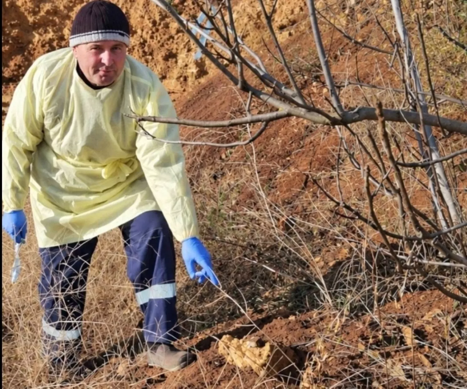Приманки з вакциною від сказу розкладають у лісах Миколаївщини та Одещини. Фото: Південний лісовий офіс