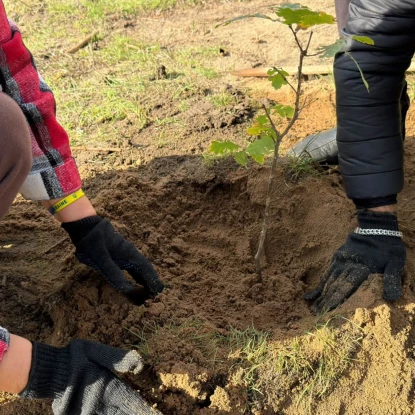 У Миколаєві висадили 32 дуби. Фото: Миколаївські парки