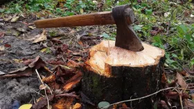 На Одещині незаконно вирубали 54 дерева, збитки — понад ₴180 тис. Ілюстративне фото: Діло