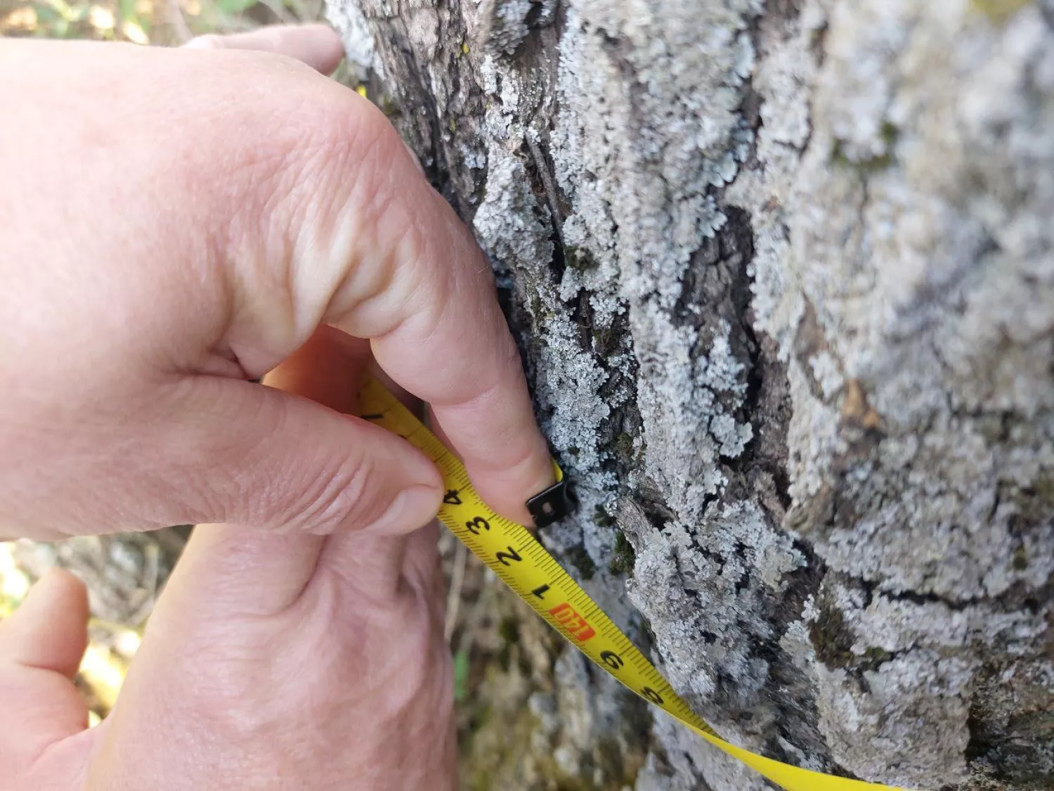 На Миколаївщині в лісосмузі пошкодили 11 дерев. Фото: Держекоінспекція