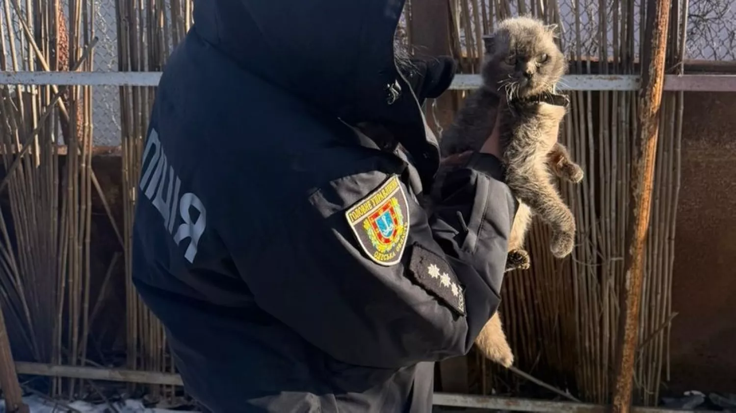 В Одесі жінка прив&rsquo;язувала котів до автомобіля. Фото: Нацполіція