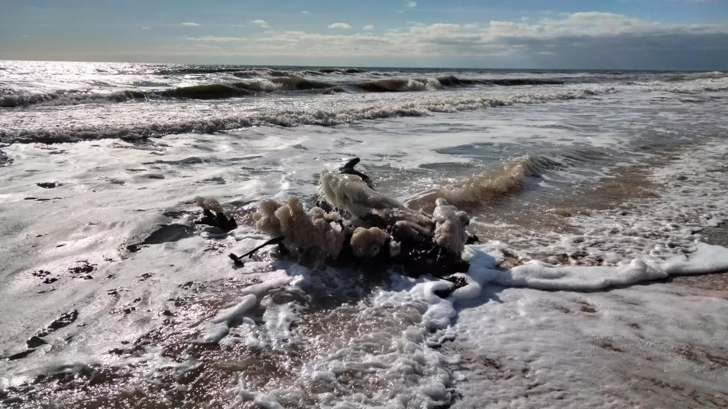 Близько 5 тисяч птахів загинути в Чорному морі на Одещині через розлив олії після атаки РФ. Фото: Іван Русєв, Facebook