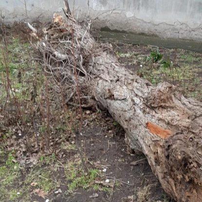 Після негоди до &laquo;Миколаївських парків&raquo; надійшло близько 30 звернень через повалені дерева. Фото: КП &laquo;Миколаївські парки&raquo;
