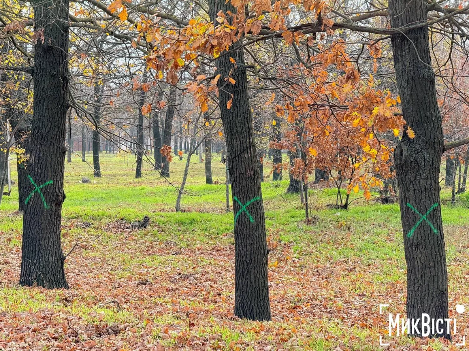 У листопаді на дубах уздовж вулиці Кобера у Миколаєві знову з’явилися зелені мітки на спил. Фото: «МикВісті»