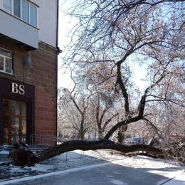 Повалені дерева через негоду у Миколаєві. Фото: Миколаївські Парки