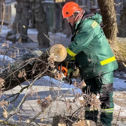 Повалені дерева через негоду у Миколаєві. Фото: Миколаївські Парки