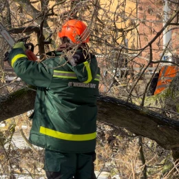 Повалені дерева через негоду у Миколаєві. Фото: Миколаївські Парки
