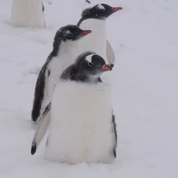 У Антарктиді пінгвінята обростають першим пір&rsquo;ям, а дорослі линяють. Фото: Зоя Швидка