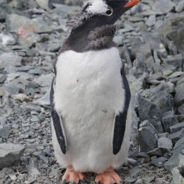 У Антарктиді пінгвінята обростають першим пір&rsquo;ям, а дорослі линяють. Фото: Зоя Швидка
