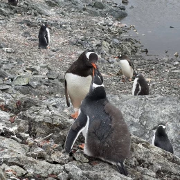 У Антарктиді пінгвінята обростають першим пір&rsquo;ям, а дорослі линяють. Фото: Зоя Швидка