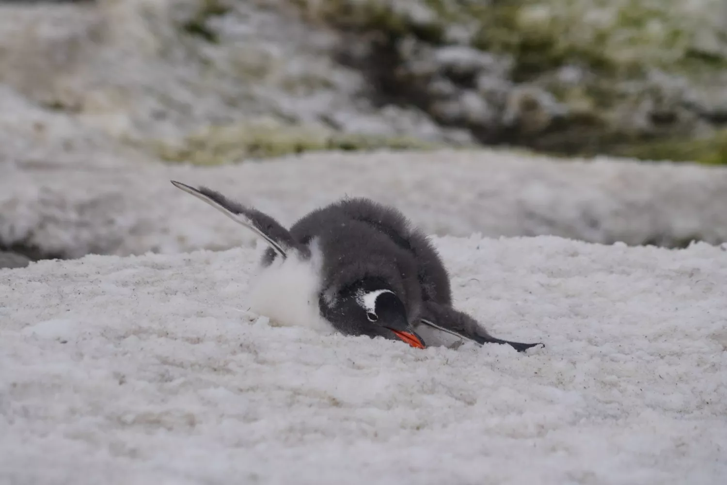 У Антарктиді пінгвінята обростають першим пір&rsquo;ям. Фото: Зоя Швидка