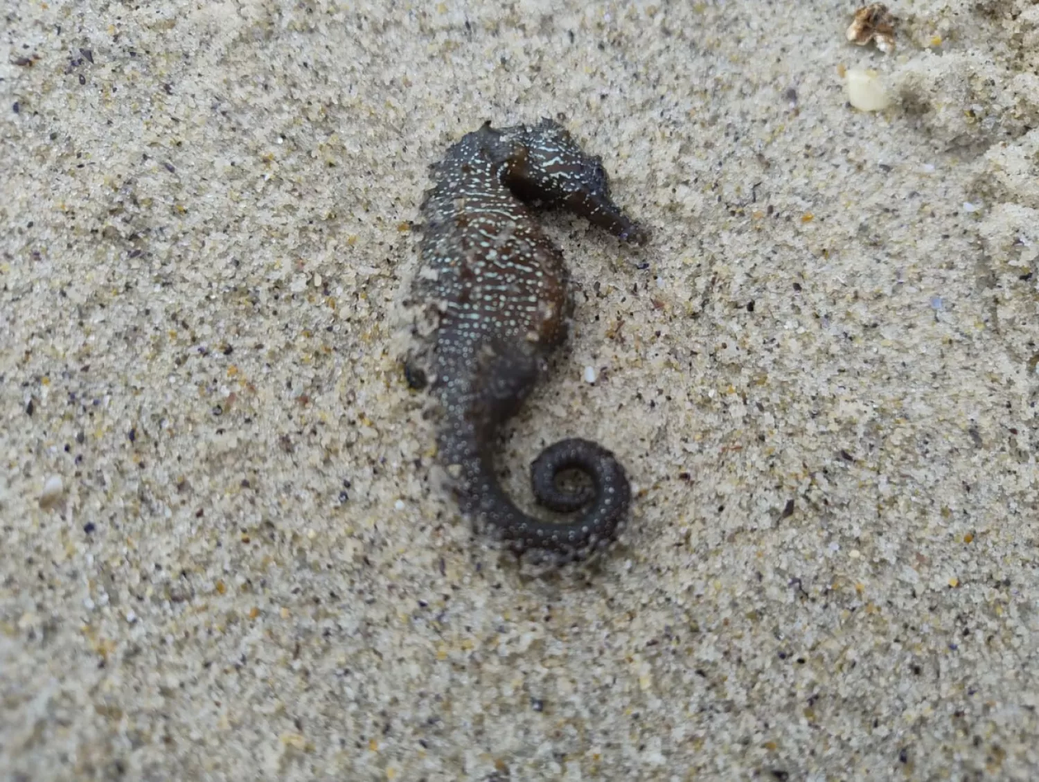 Екологи та науковці пояснили масову загибель  морських коників на одеських пляжах. Фото: Держекоінспекція