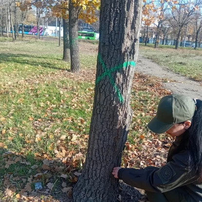 Екологи перевірили дуби біля «Зорі» у Миколаєві. Фото: Держекоінспекція