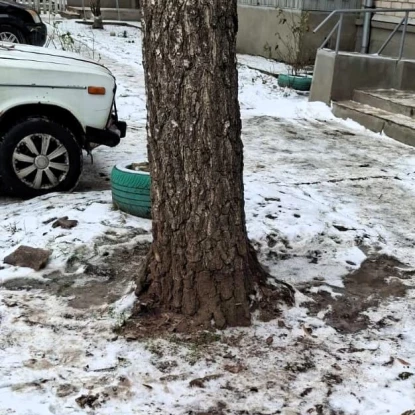 У Миколаєві звільнили дерево, до якого прикріпили замки. Фото: Держекоінспекція