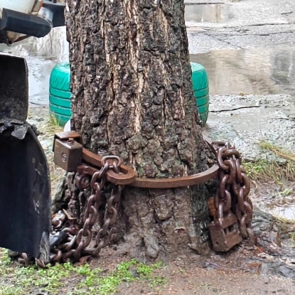 У Миколаєві звільнили дерево, до якого прикріпили замки. Фото: Держекоінспекція