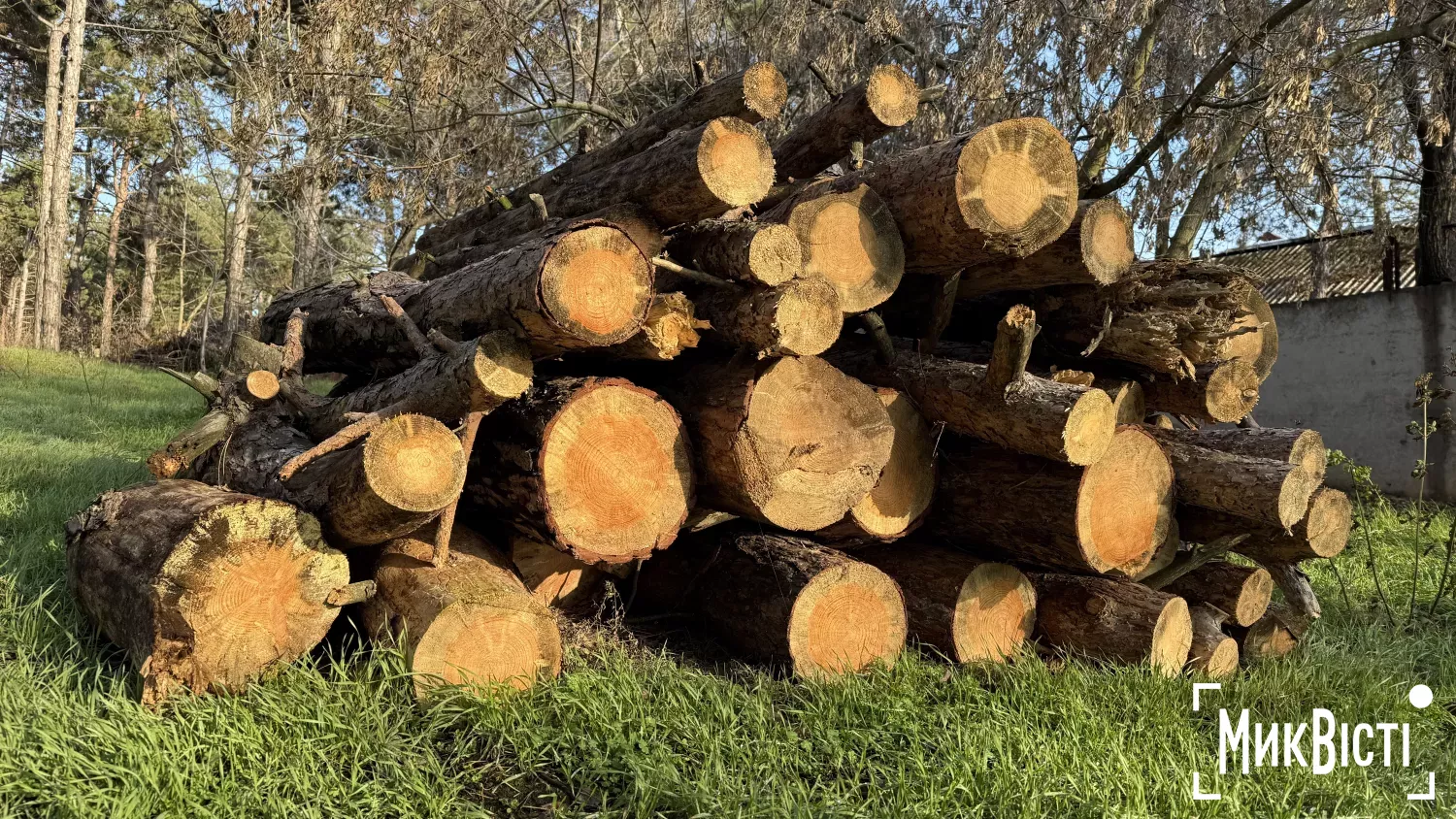 АМКУ перевіряє можливі порушення конкуренції на тендерах із закупівлі дров. Ілюстративне фото: НикВести