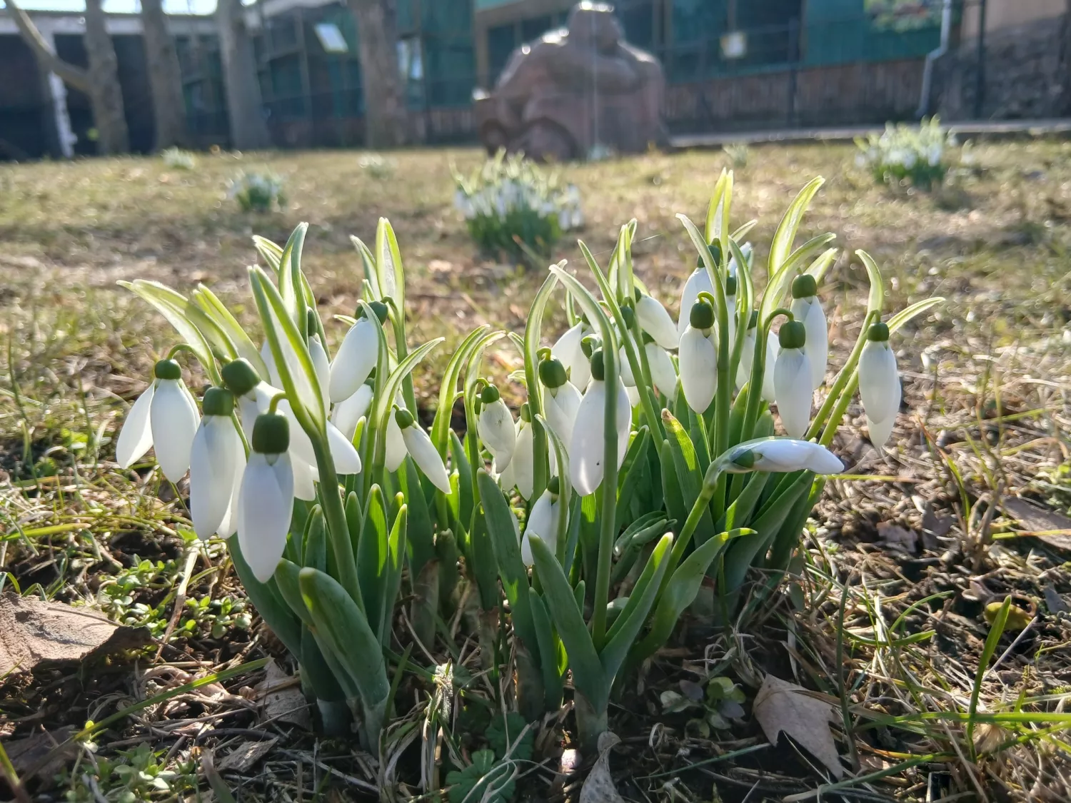 У Миколаївському зоопарку почали цвісти підсніжники. Фото: Миколаївський зоопарк