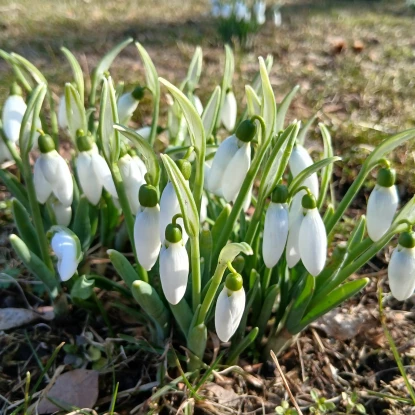 У Миколаївському зоопарку почали цвісти підсніжники. Фото: Миколаївський зоопарк