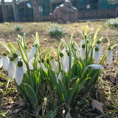 У Миколаївському зоопарку почали цвісти підсніжники. Фото: Миколаївський зоопарк
