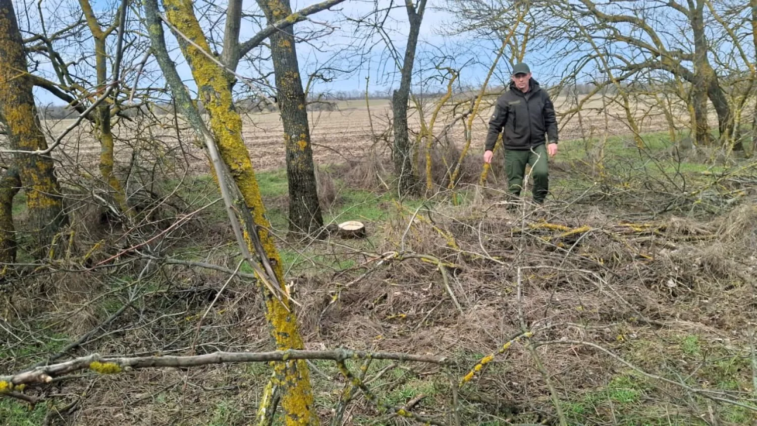 На Миколаївщині незаконно зрубали 58 дерев у лісосмузі. Фото: ДЕІ