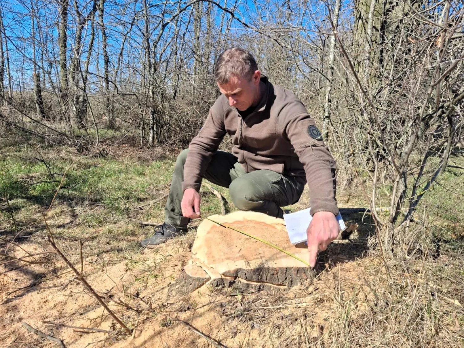 На Миколаївщині незаконно зрубали 58 дерев у лісосмузі. Фото: ДЕІ