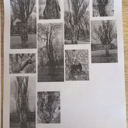 Акт обстеження дерев на Флотському бульварі, які планують знести. Фото: КП «Миколаївські парки»