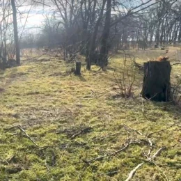 На Одещині незаконно вирубали понад сотню дерев. Фото: Держекоінспекція