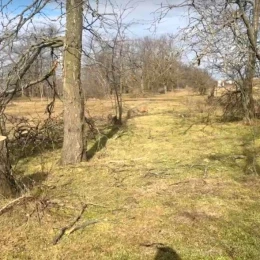 На Одещині незаконно вирубали понад сотню дерев. Фото: Держекоінспекція