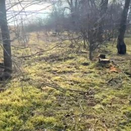 На Одещині незаконно вирубали понад сотню дерев. Фото: Держекоінспекція