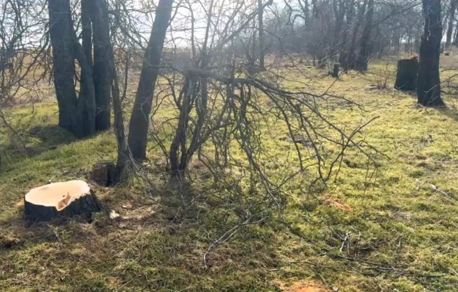 На Одещині незаконно вирубали понад сотню дерев. Фото: Держекоінспекція
