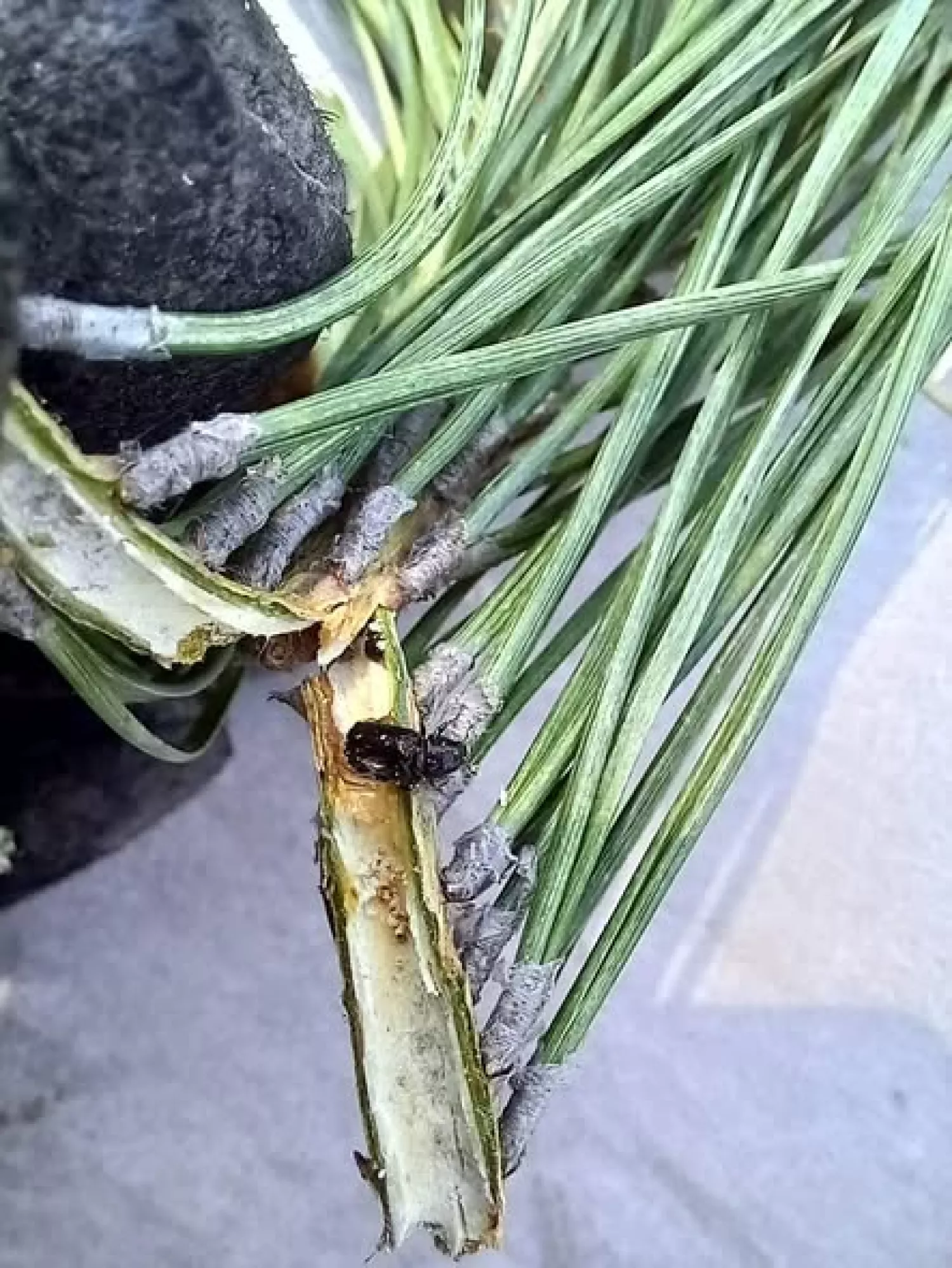 Біля села Бузьке на Миколаївщині через шкідників вирубали частину лісу. Фото: Державна екоінспекція