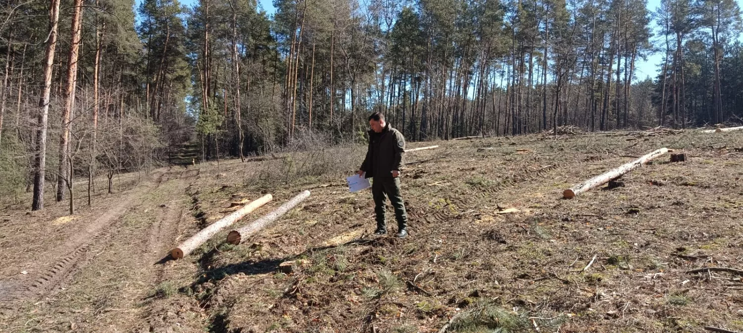 Біля села Бузьке на Миколаївщині через шкідників вирубали частину лісу. Фото: Державна екоінспекція