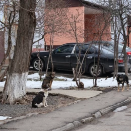 Безпритульні собаки у Південноукраїнську