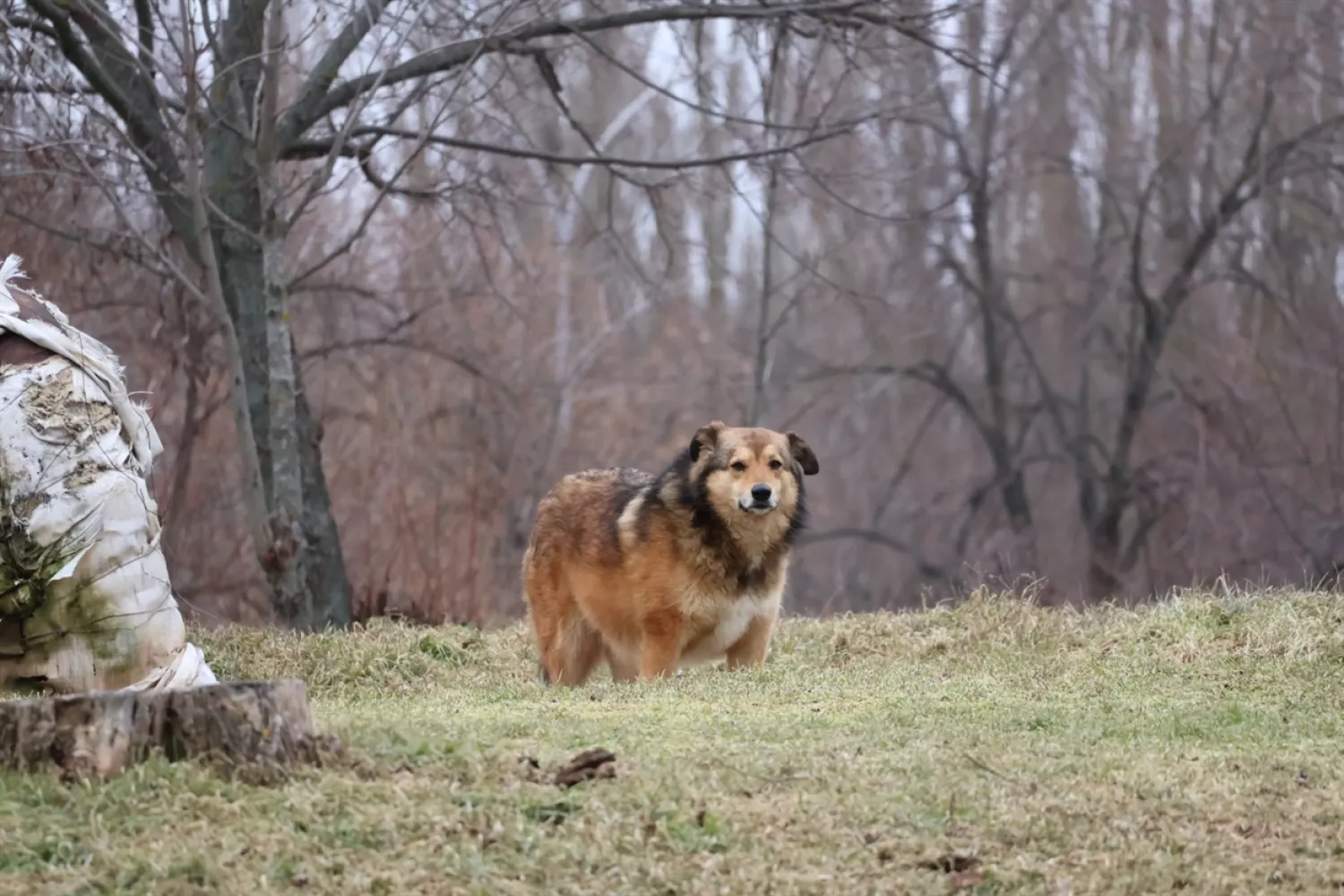 У Південноукраїнську жителі страждають від нападів безпритульних собак. Фото: Анна Бойко