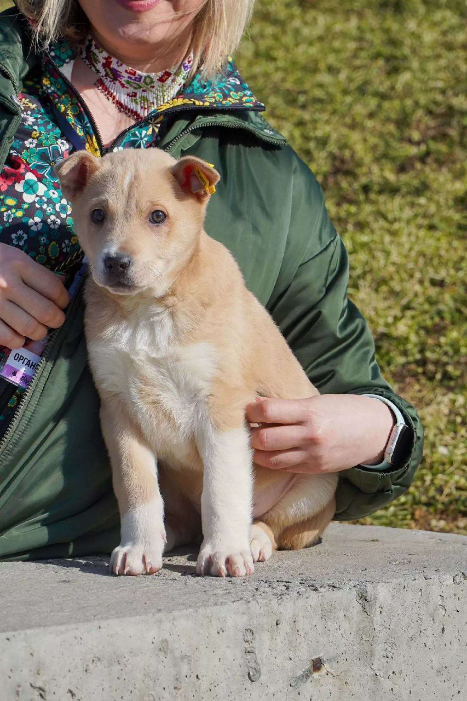 Акція з прилаштування тварин у Миколаєві відбудеться 21 березня. Фото: Друзі поруч