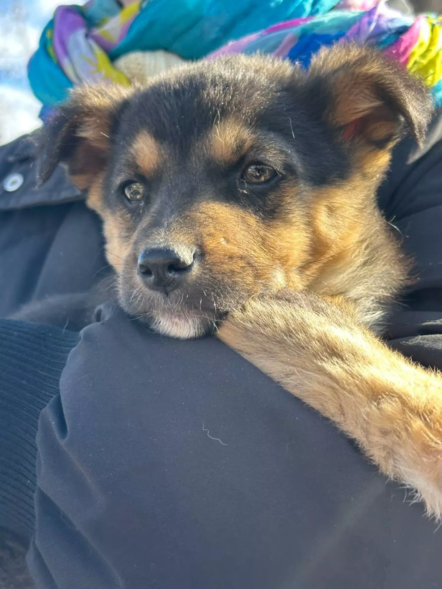 Акція з прилаштування тварин у Миколаєві відбудеться 21 березня. Фото: Друзі поруч