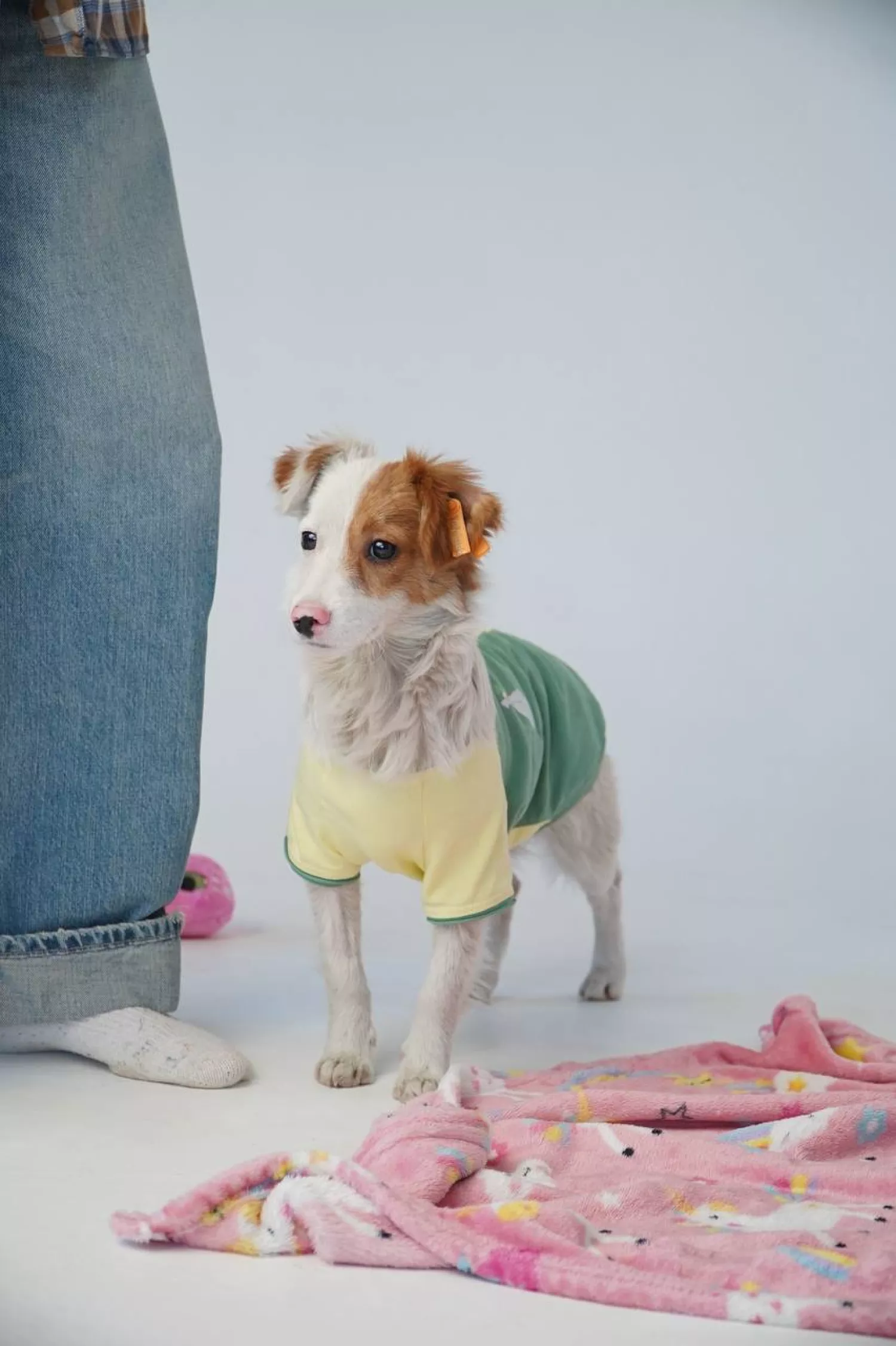 Акція з прилаштування тварин у Миколаєві відбудеться 21 березня. Фото: Друзі поруч