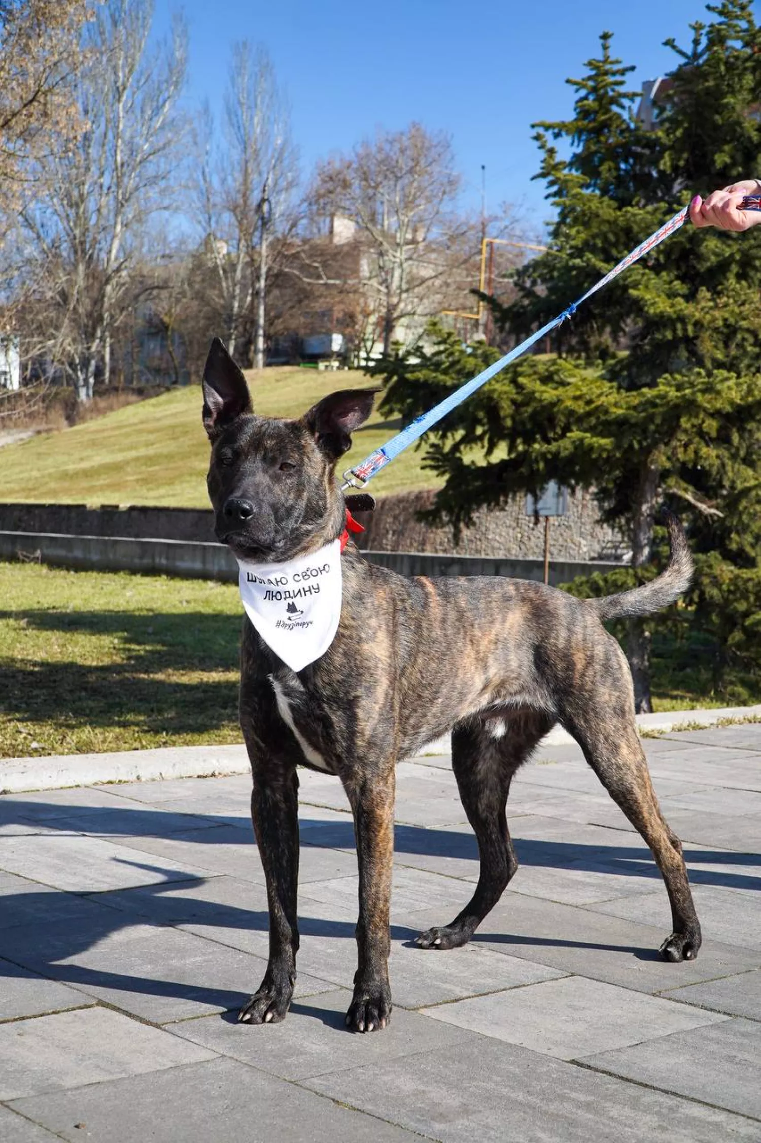 Акція з прилаштування тварин у Миколаєві відбудеться 21 березня. Фото: Друзі поруч