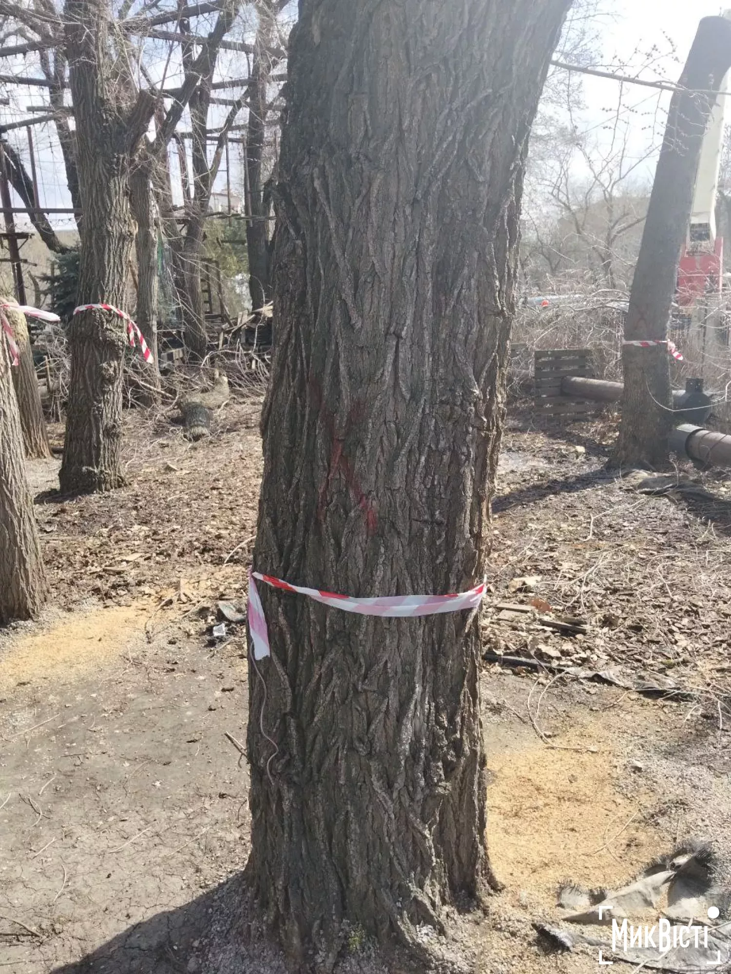 У дитячому містечку «Казка» знесуть п’ять берестів для ремонту мереж. Фото: читатів НикВести