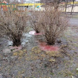 У Миколаєві продавці квітів отримають штраф за шкоду скверу. Фото: Держекоінспекція